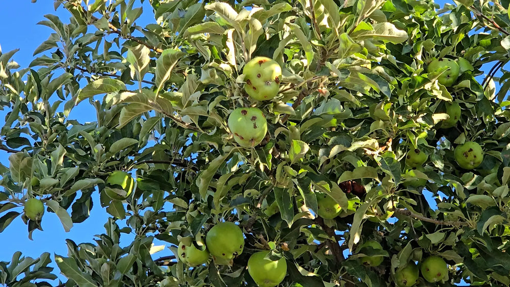 Apple tree with codling moth damage visible on developing apples