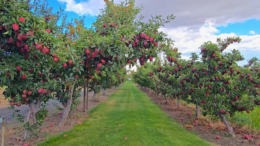 Fruit trees carrying mature fruit in a sunny orchard