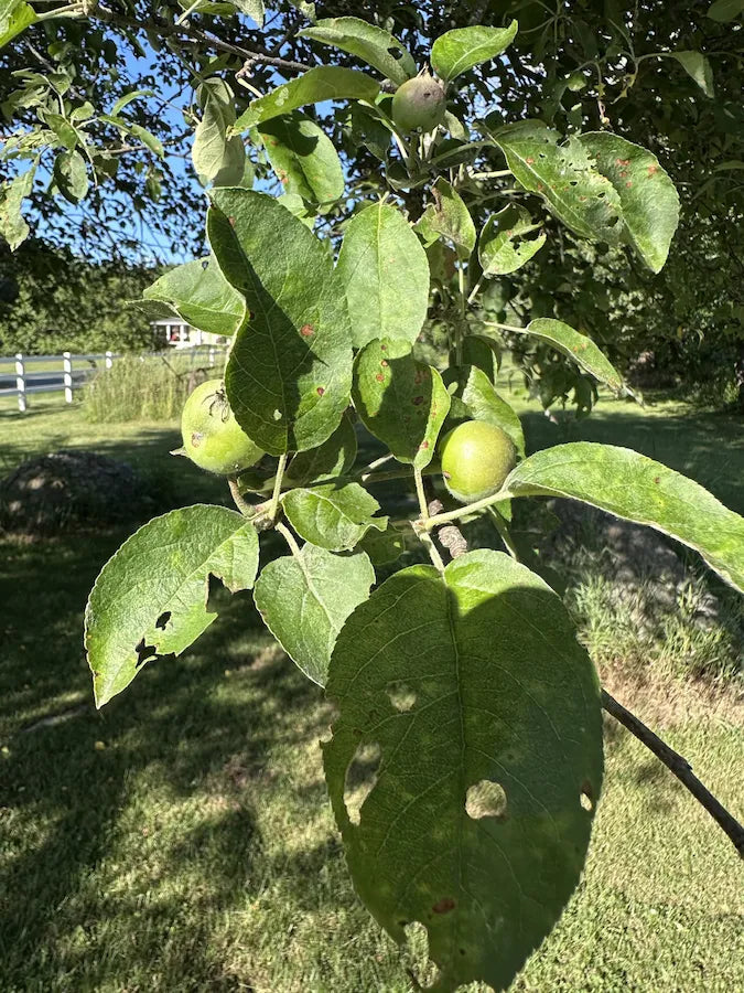 Developing apples on a home apple tree