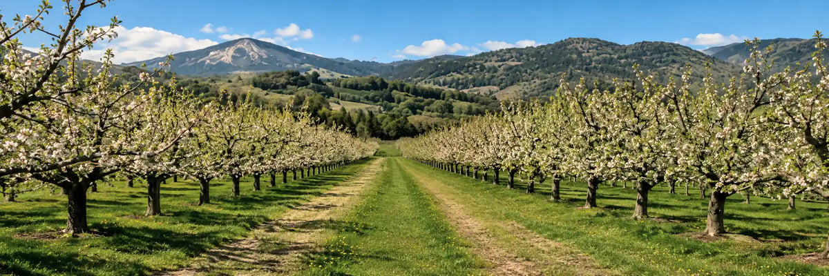 Rows of blooming fruit trees in an orchard at the base of a mountain.