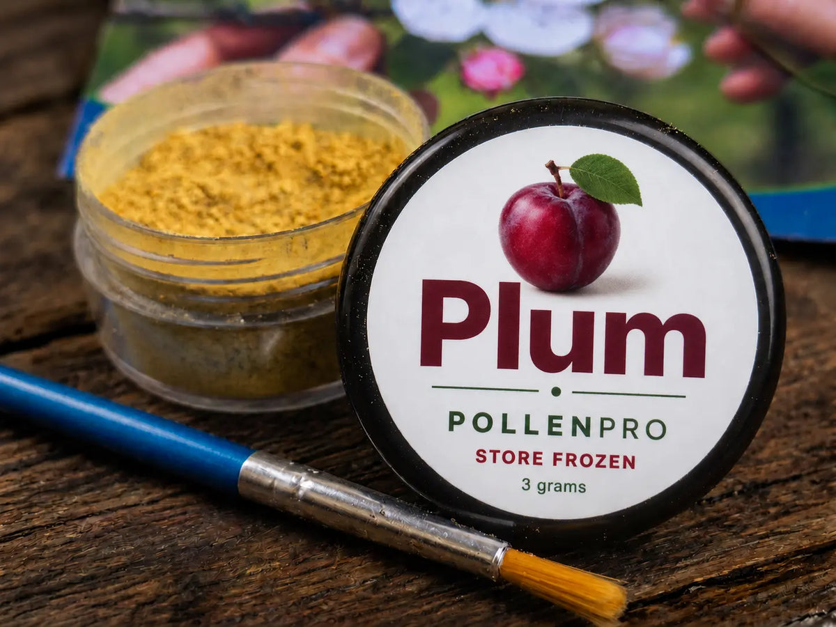 PollenPro plum pollen with lid removed and application brush