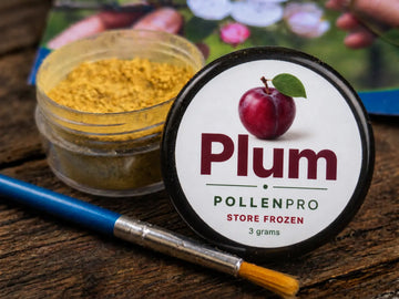 PollenPro plum pollen with lid removed and application brush