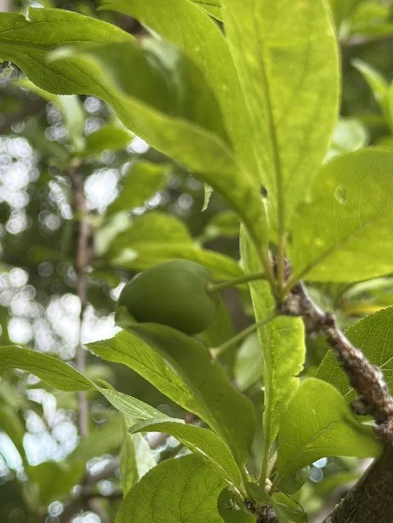 Plum growing on a customer's tree