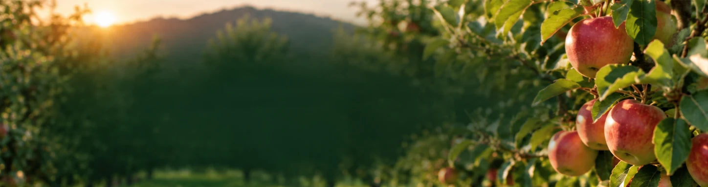 Apple orchard at sunset with ripe apples on the trees.