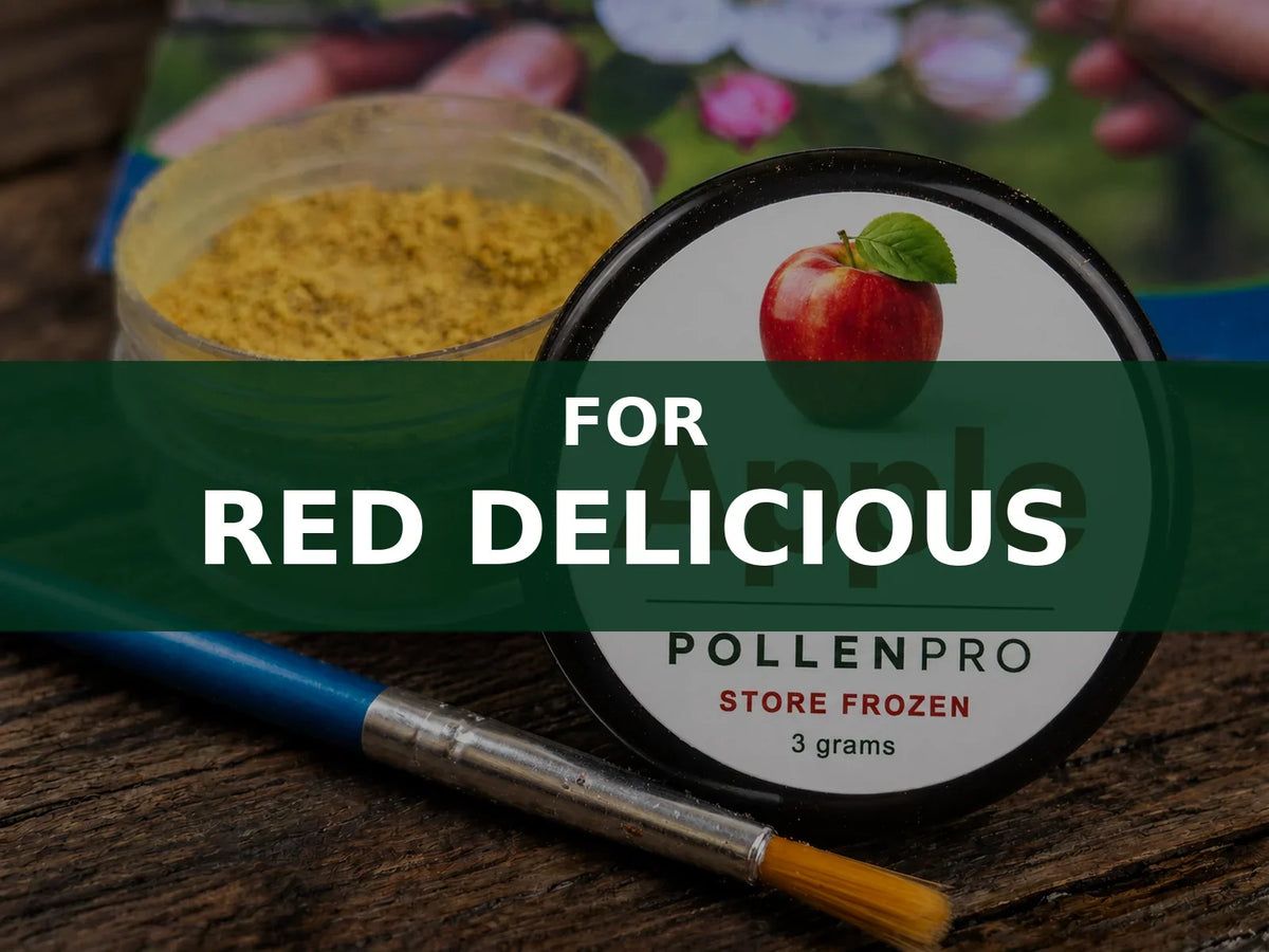 PollenPro apple pollination kit with pollen container and application brush, for Red Delicious apple trees.