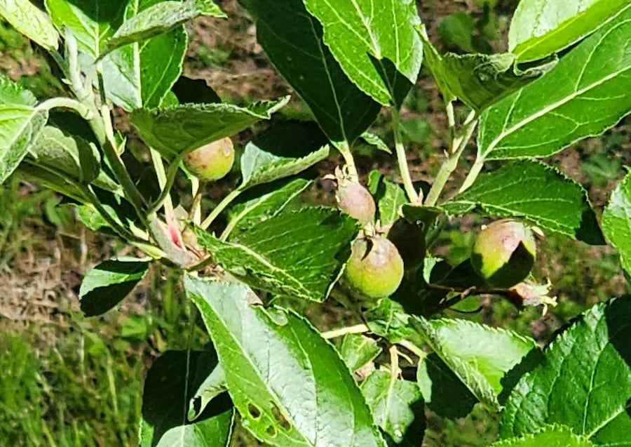 Developing apples on a backyard apple tree